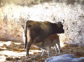 Demeter-Milch