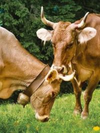 Kuhhörner, mehr als Würde und Zier - Anthroposophie Schweiz