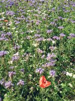FondsGoetheanum: Die Bienen und wir